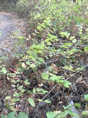 Symphoricarpos