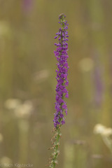 Lobelia fenestralis