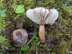 Lactarius kauffmanii