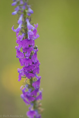 Lobelia fenestralis