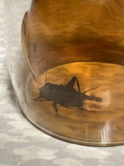Gryllidae