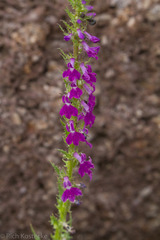 Lobelia fenestralis