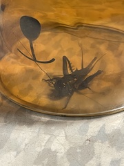 Gryllidae
