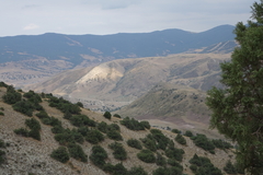 Juniperus polycarpos