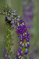 Lobelia fenestralis