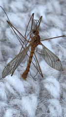 Nephrotoma ferruginea