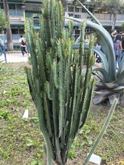 Euphorbia trigona