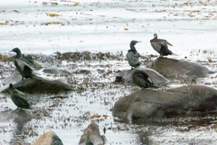 Phalacrocorax sulcirostris