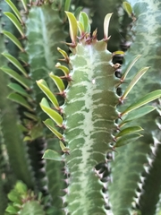 Euphorbia trigona