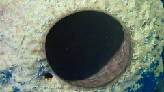Ircinia