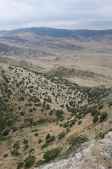 Juniperus polycarpos