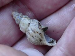 Plotiopsis balonnensis