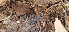 Cryptophis nigrescens
