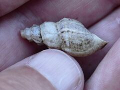 Plotiopsis balonnensis