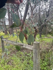 Eucalyptus leucoxylon