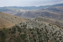 Juniperus polycarpos