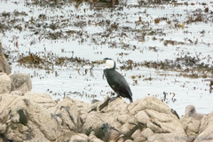 Microcarbo melanoleucos