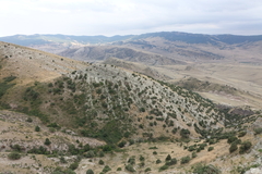 Juniperus polycarpos