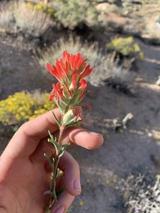 Castilleja chromosa