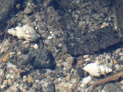 Plotiopsis balonnensis