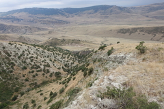 Juniperus polycarpos