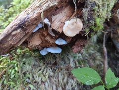 Fuscopostia fragilis