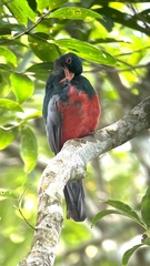 Trogon massena