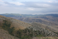 Juniperus polycarpos
