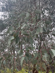 Eucalyptus leucoxylon
