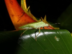 Chlorocoris