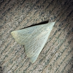 Macrochilo louisiana