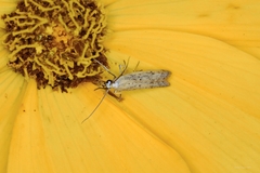 Homoeosoma electella
