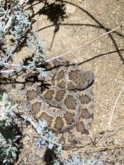 Crotalus stephensi
