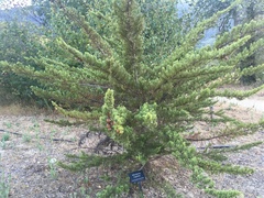 Cupressus macrocarpa