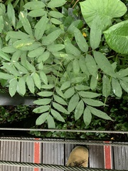 Sapindus mukorossi