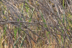 Luscinia svecica