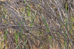 Luscinia svecica