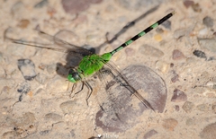 Erythemis vesiculosa