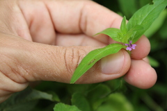 Cuphea carthagenensis