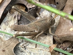 Schistocerca damnifica