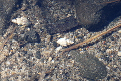 Plotiopsis balonnensis