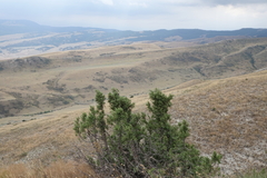 Juniperus polycarpos