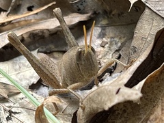 Schistocerca damnifica