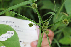 Cyperus luzulae