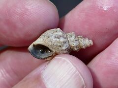 Plotiopsis balonnensis