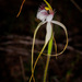Sandplain White Spider Orchid - Photo (c) Cal Wood, some rights reserved (CC BY), uploaded by Cal Wood