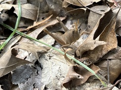 Schistocerca damnifica