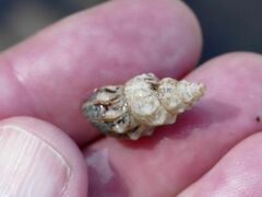 Plotiopsis balonnensis