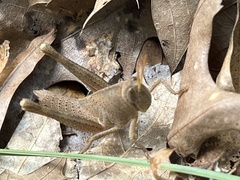 Schistocerca damnifica