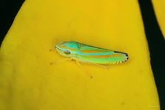 Graphocephala versuta